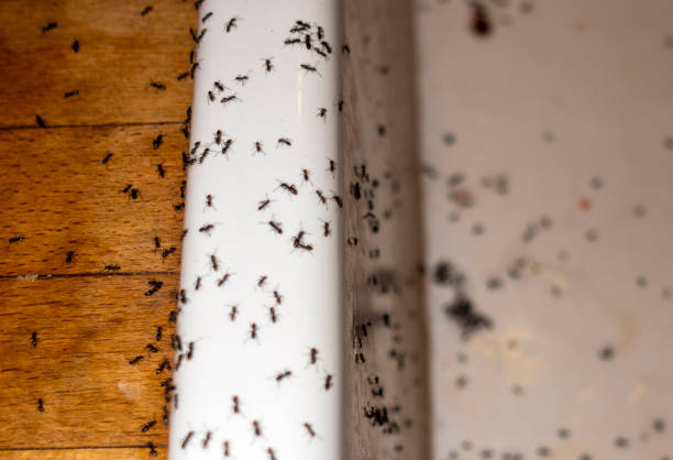 Best Affordable Pest Control Services  in Hilliard, OH